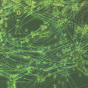 Non dovrei conoscere il tuo nome