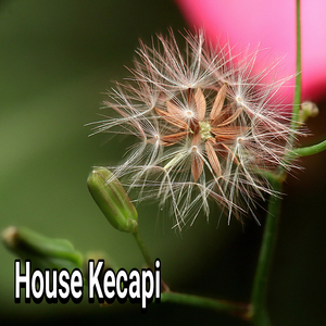 House Kecapi