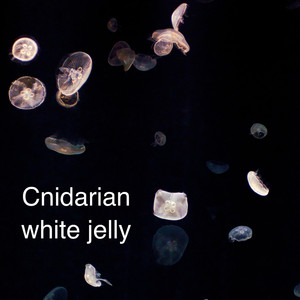 Ave verum corpus （Mini Cut）