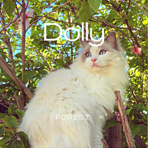 Dolly
