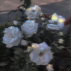 除了梦里再也没有见过你