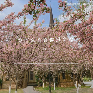 樱花樱花想见你cx