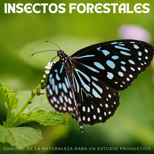 Enfoque Fomentado Por Alas Aleteras