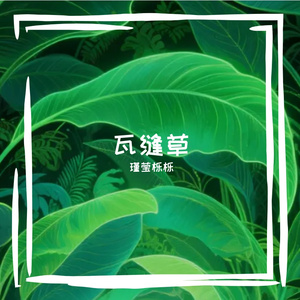瓦缝草