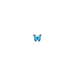 Morpho adonis（prod.byMorrow）