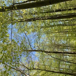 Birds Chirping in the Morning in Denmark XV