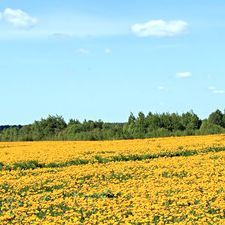 有些人早已不见 伴奏