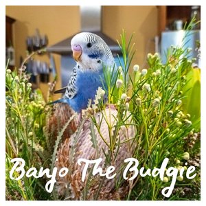I'm a Little Blue Budgie (feat. Tim Ciantar)