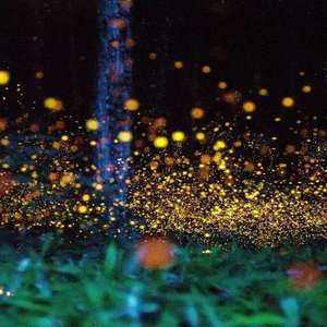 萤火虫的思念（demo）