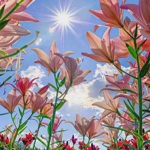 Tirak bostan（杨树林）