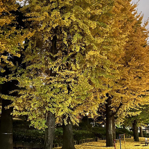 入秋的第一场雨真令人矫情