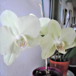 Petite valse mexicaine pour quatuor à cordes en fa majeur