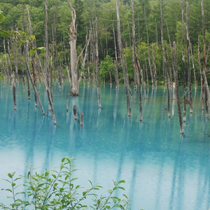 Shinryoku No Kisetsu