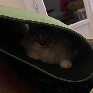 baby promise i can explain