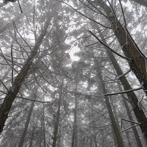 WINTER FLOWER（翻自 Younha）