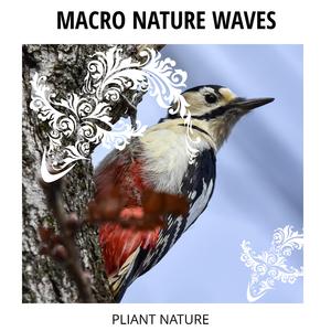 Soft Ocean and Birds Chirp Music