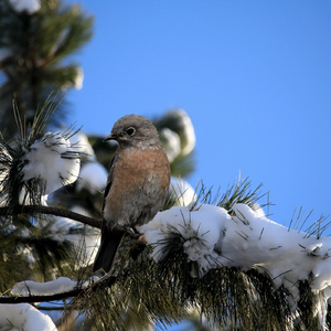 Winter Bird
