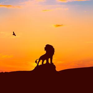 Black lion（黑狮）