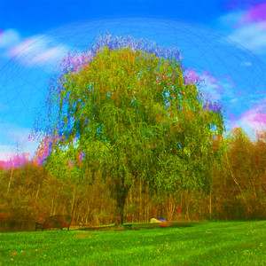 Willow Tree