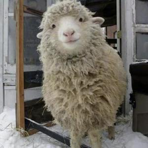 绵羊(Prod by K-MAX)