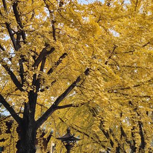 Remember（银杏树下的等待）