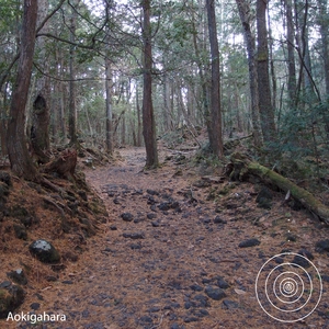 Aokigahara