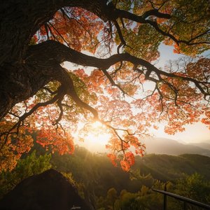 风知道你在 我就还不算孤单