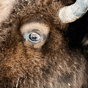 Bison Eyes