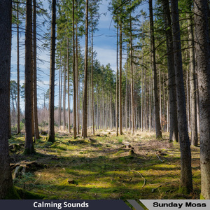 Balmy Escape to Dreams