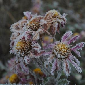 Wishing for a new day