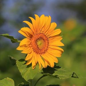 西湖水 (前奏beat)