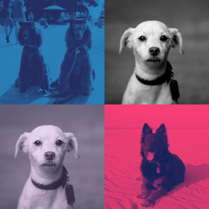 诗意的冷静的狗节奏