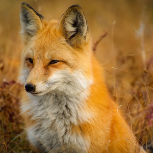 Players X Without Me