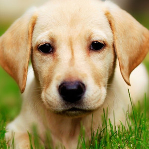 镜中的安娜 (吉他弹奏|remix: 秋天的脚印|Remix)