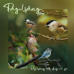 Fågelsång vid sjö och lugnt regn