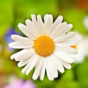 Daisy