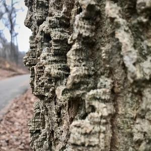 January 2021 Wolf Moon Miniature