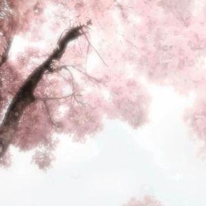 樱花树下的你和我