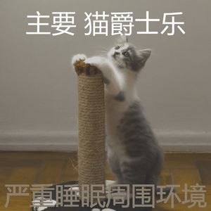 抚慰的猫在家回忆