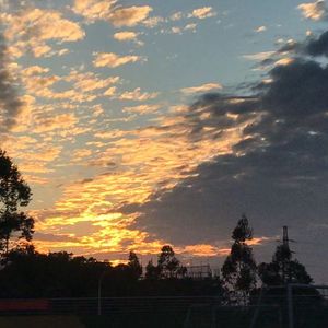 松涛绿浪间的飞鸟私语