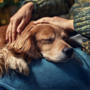 Stillness Settles On Loving Fur