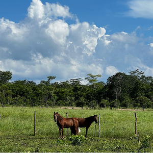 saddle