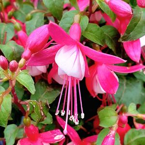 초롱꽃 푸크시아 (Fuchsia)