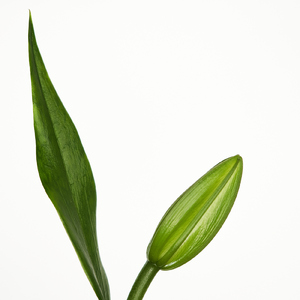 Mal de amores (Cover)