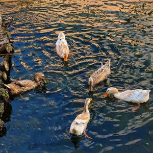 盼春2（无伴奏版）