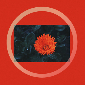 Switzerland Favorite