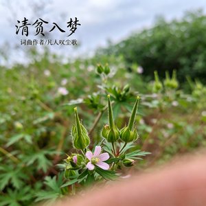 清贫入梦_20260417_005013