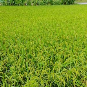 月照千山雪满径