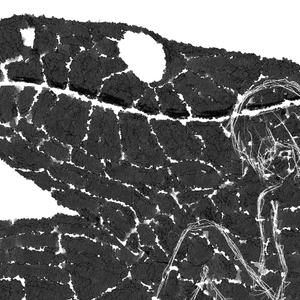 ドラゴンのみた夢、あるいは凌辱による感情の暴発と記憶の喪失について