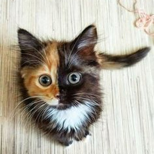 Otaku Hot Girl (slowed)